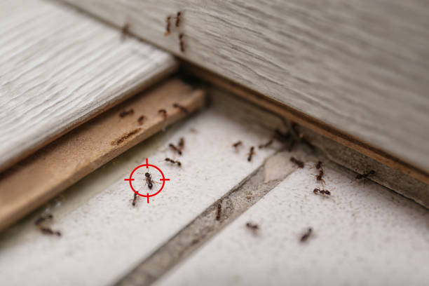 Best Pest Control for Homes  in Delano, MN