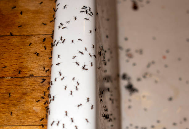 Best Pest Prevention Services  in Delano, MN