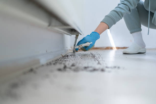 Best Insect Control  in Delano, MN